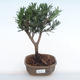 Pokojová bonsai - Podocarpus - Kamenný tis PB220116 - 1/4