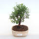 Pokojová bonsai - Syzygium - Pimentovník PB220125 - 1/3