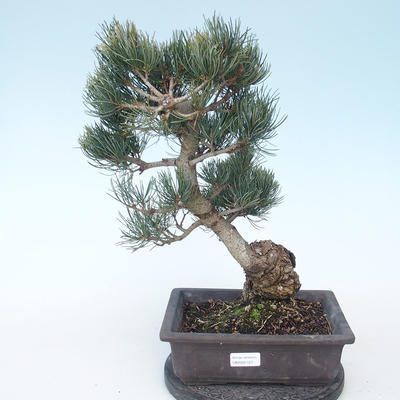 Pinus parviflora - borovice drobnokvětá VB2020-127 - 1