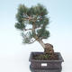 Pinus parviflora - borovice drobnokvětá VB2020-127 - 1/3