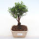 Pokojová bonsai - Syzygium - Pimentovník PB220129 - 1/3