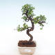 Pokojová bonsai - Ulmus parvifolia - Malolistý jilm PB220131 - 1/3