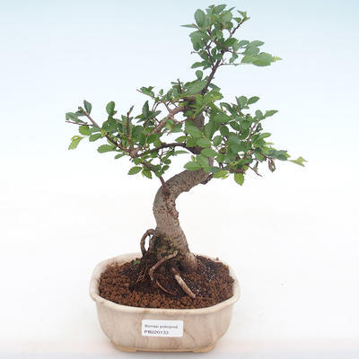 Pokojová bonsai - Ulmus parvifolia - Malolistý jilm PB220133 - 1