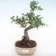 Pokojová bonsai - Ulmus parvifolia - Malolistý jilm PB220133 - 1/3