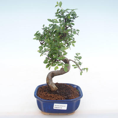 Pokojová bonsai - Ulmus parvifolia - Malolistý jilm PB220134 - 1