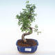 Pokojová bonsai - Ulmus parvifolia - Malolistý jilm PB220134 - 1/3