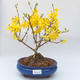 Venkovní bonsai - Zlatice - Forsythia intermedia Week End - 1/3