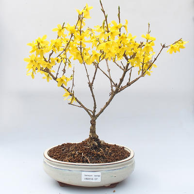 Venkovní bonsai -Zlatice - Forsythia intermedia Week End - 1