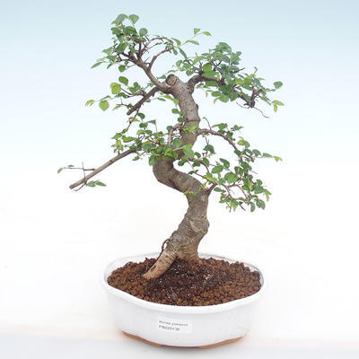 Pokojová bonsai - Ulmus parvifolia - Malolistý jilm PB220138 - 1