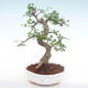 Pokojová bonsai - Ulmus parvifolia - Malolistý jilm PB220138 - 1/3