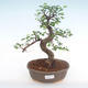 Pokojová bonsai - Ulmus parvifolia - Malolistý jilm PB220140 - 1/3
