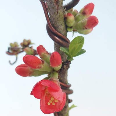 Venkovní bonsai - Chaenomeles spec. Rubra - Kdoulovec VB2020-142 - 1