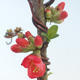 Venkovní bonsai - Chaenomeles spec. Rubra - Kdoulovec VB2020-142 - 1/3