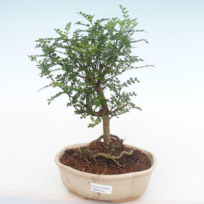 Pokojová bonsai - Zantoxylum piperitum - Pepřovník PB220143 - 1