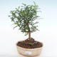 Pokojová bonsai - Zantoxylum piperitum - Pepřovník PB220143 - 1/4