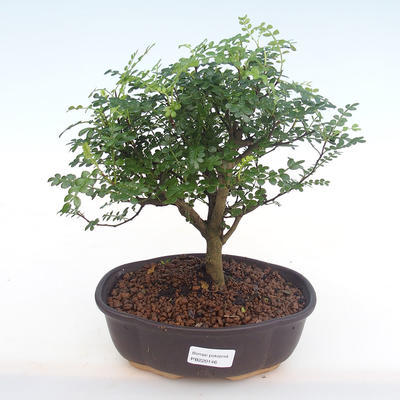 Pokojová bonsai - Zantoxylum piperitum - Pepřovník PB220146 - 1