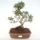 Pokojová bonsai - Ficus retusa -  malolistý fíkus PB220152 - 1/2
