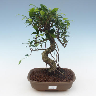 Pokojová bonsai - Ficus retusa -  malolistý fíkus PB2191562 - 1