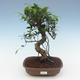 Pokojová bonsai - Ficus retusa -  malolistý fíkus PB2191562 - 1/2