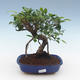 Pokojová bonsai - Ficus retusa -  malolistý fíkus PB2191563 - 1/2