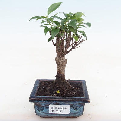 Pokojová bonsai - Ficus retusa -  malolistý fíkus PB220157 - 1