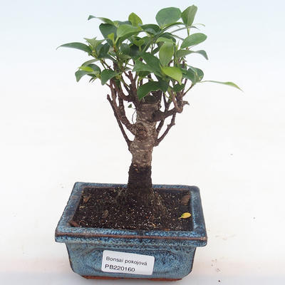 Pokojová bonsai - Ficus retusa -  malolistý fíkus PB220160 - 1
