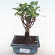 Pokojová bonsai - Ficus retusa -  malolistý fíkus PB220160 - 1/2