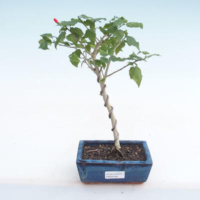 Pokojová bonsai - malokvětý ibišek PB220166 - 1