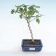 Pokojová bonsai - malokvětý ibišek PB220166 - 1/2