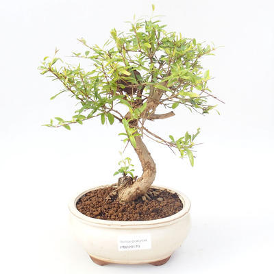Pokojová bonsai-PUNICA granatum nana-Granátové jablko PB220170 - 1