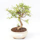 Pokojová bonsai-PUNICA granatum nana-Granátové jablko PB220170 - 1/3