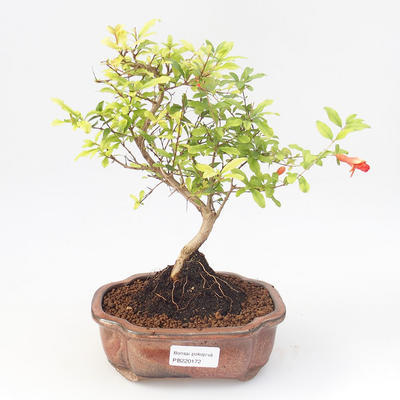 Pokojová bonsai-PUNICA granatum nana-Granátové jablko PB220172 - 1