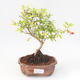 Pokojová bonsai-PUNICA granatum nana-Granátové jablko PB220172 - 1/3