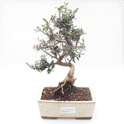 Pokojová bonsai - Olea europaea sylvestris -Oliva evropská drobnolistá PB220177 - 1