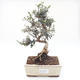 Pokojová bonsai - Olea europaea sylvestris -Oliva evropská drobnolistá PB220177 - 1/5