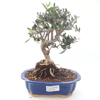 Pokojová bonsai - Olea europaea sylvestris -Oliva evropská drobnolistá PB220183 - 1