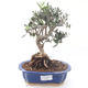 Pokojová bonsai - Olea europaea sylvestris -Oliva evropská drobnolistá PB220183 - 1/5