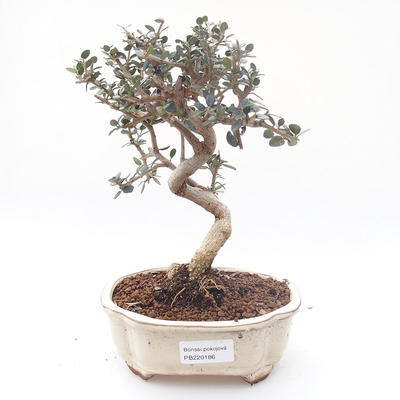 Pokojová bonsai - Olea europaea sylvestris -Oliva evropská drobnolistá PB220186 - 1