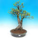 Venkovní bonsai  - Ulmus Glabra - Jilm - 1/3
