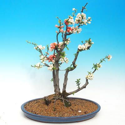 Venkovní bonsai - Chaenomeles - Kdoulovec dvoubarevný - 1
