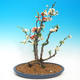 Venkovní bonsai - Chaenomeles - Kdoulovec dvoubarevný - 1/2