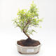 Pokojová bonsai-PUNICA granatum nana-Granátové jablko PB220200 - 1/3