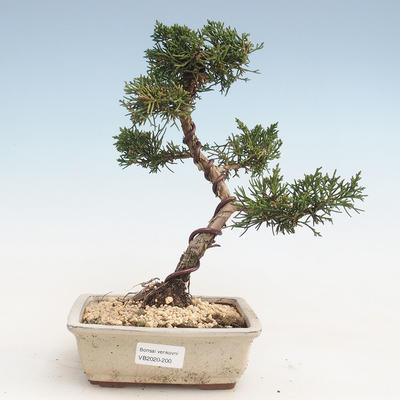 Venkovní bonsai - Juniperus chinensis -Jalovec čínský VB-2020-200