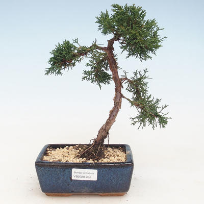 Venkovní bonsai - Juniperus chinensis -Jalovec čínský VB-2020-204