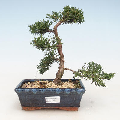 Venkovní bonsai - Juniperus chinensis -Jalovec čínský VB-2020-205