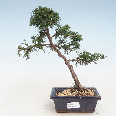 Venkovní bonsai - Juniperus chinensis -Jalovec čínský VB-2020-206