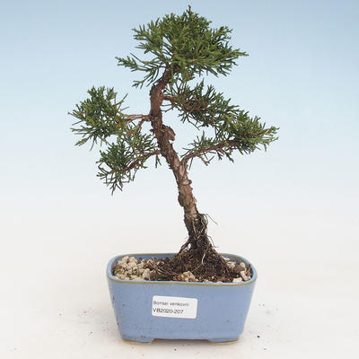 Venkovní bonsai - Juniperus chinensis -Jalovec čínský VB-2020-207