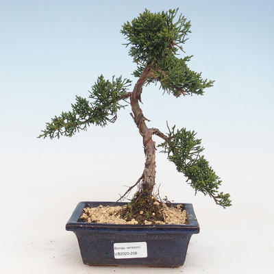 Venkovní bonsai - Juniperus chinensis -Jalovec čínský VB-2020-208