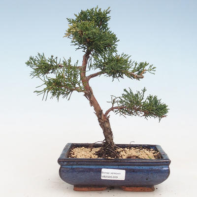 Venkovní bonsai - Juniperus chinensis -Jalovec čínský VB-2020-209