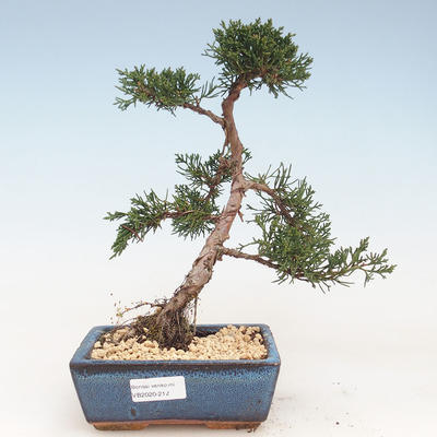 Venkovní bonsai - Juniperus chinensis -Jalovec čínský VB-2020-212